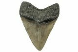 Fossil Megalodon Tooth - North Carolina #355833-2